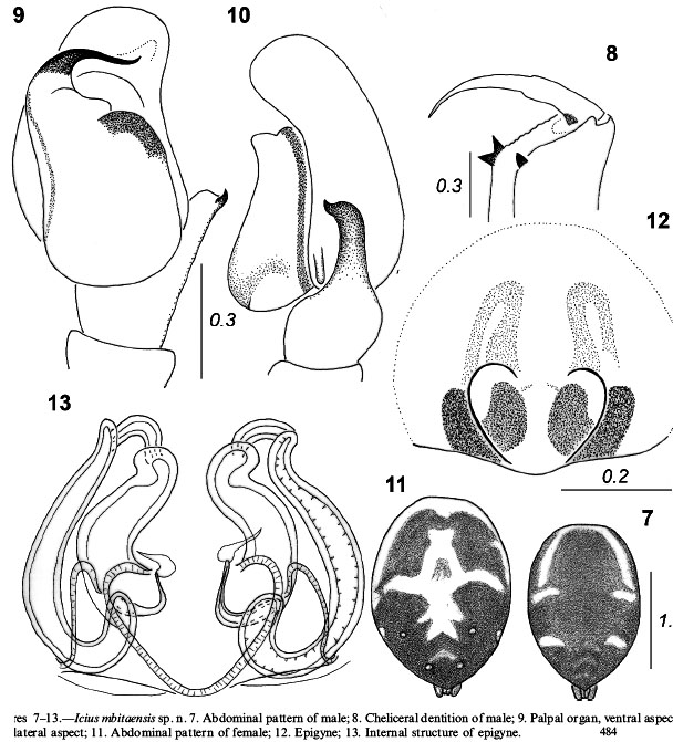 Key-Euophryinae-1-classif